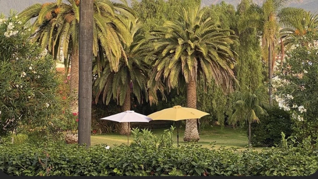 Palmen und Außenbereich